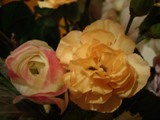 黄色の花1.JPG